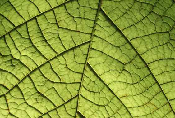Green leaf with veins
